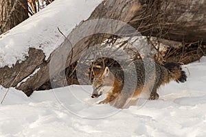 Grey Fox Urocyon cinereoargenteus Roots in Snow Winter