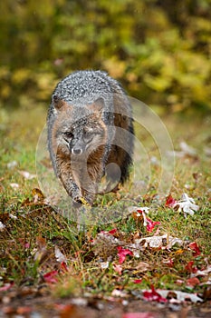 Grey Fox Urocyon cinereoargenteus Runs Forward in Rain Autumn