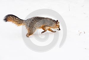 Grey Fox Urocyon cinereoargenteus Runs Right Through Snow Tail Up Winter