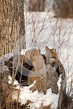 Grey Fox Urocyon cinereoargenteus Sits In Log Ears Back Winter