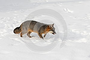 Grey Fox Urocyon cinereoargenteus Skulks Through Snow