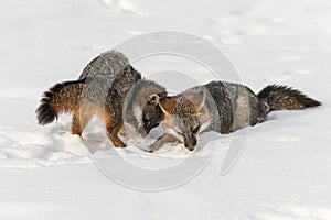 Grey Fox Urocyon cinereoargenteus Sniff in Snow