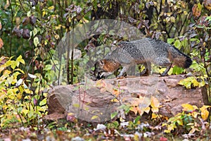 Grey Fox Urocyon cinereoargenteus Sniffs Along Top of Rock Autumn