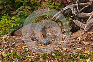 Grey Fox (Urocyon cinereoargenteus) Sniffs Outside Den