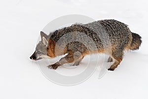 Grey Fox Urocyon cinereoargenteus Stalks Left Through Snow Winter
