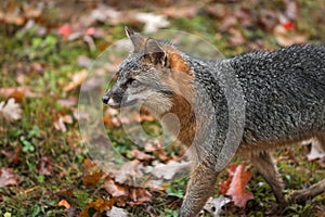 Grey Fox Urocyon cinereoargenteus Stands Looking Left in Autumn