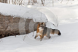 Grey Fox Urocyon cinereoargenteus Stands Near Log