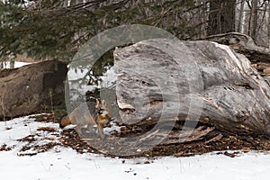 Grey Fox Urocyon cinereoargenteus Stands Next to Log Winter