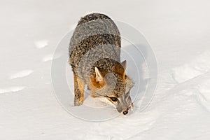 Grey Fox Urocyon cinereoargenteus Steps Forward Nose Down in Snow Winter