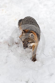 Grey Fox Urocyon cinereoargenteus Steps Forward in Snow Winter