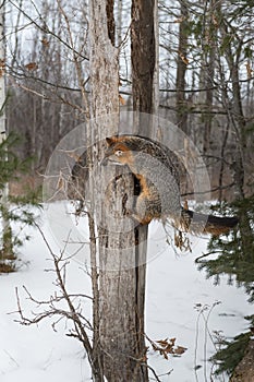 Grey Fox Urocyon cinereoargenteus Tail Out Climbs Up Split Tree Winter