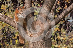 Grey Fox (Urocyon cinereoargenteus) in Tree Looking Right