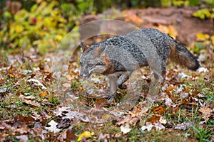 Grey Fox Urocyon cinereoargenteus Trots Left Along Leafy Autumn Ground