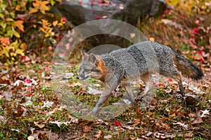 Grey Fox Urocyon cinereoargenteus Trots Left Past Rock Autumn