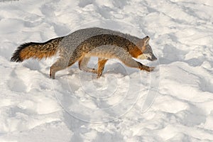 Grey Fox Urocyon cinereoargenteus Trots Through Snow To Right Winter
