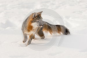 Grey Fox Urocyon cinereoargenteus Turns Right in Snow