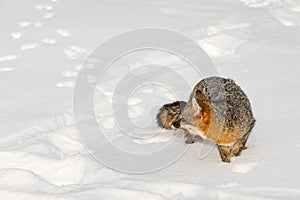 Grey Fox Urocyon cinereoargenteus Turns in Snow Mouth Open Winter