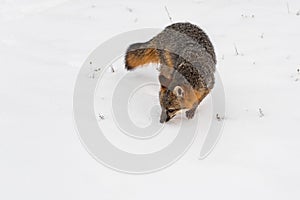 Grey Fox Urocyon cinereoargenteus Turns in Snow Winter