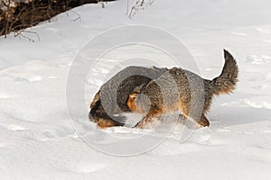 Grey Fox Urocyon cinereoargenteus Tussle in the Snow