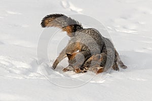 Grey Fox Urocyon cinereoargenteus Tussle in Snow