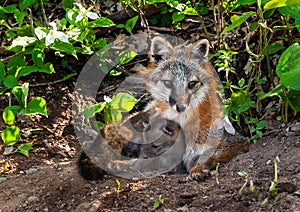 Grey Fox (Urocyon cinereoargenteus) Vixen and Kit Cuddle