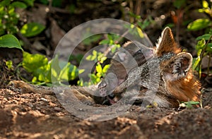 Grey Fox (Urocyon cinereoargenteus) Vixen and Kit at Den