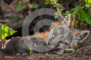 Grey Fox Urocyon cinereoargenteus Vixen With Kit at Mouth