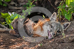 Grey Fox Urocyon cinereoargenteus Vixen With Kits Climbing Ove