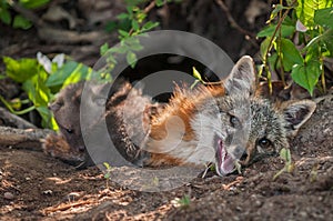 Grey Fox Urocyon cinereoargenteus Vixen With Kits Climbing Ove photo