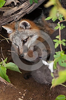 Grey Fox (Urocyon cinereoargenteus) Vixen and Kits in Den From A