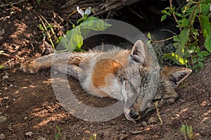 Grey Fox Urocyon cinereoargenteus Vixen Rests Outside Den