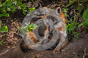 Grey Fox Urocyon cinereoargenteus Vixen Sits With Kit