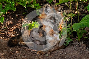 Grey Fox (Urocyon cinereoargenteus) Vixen Sniffs Flower with Kit