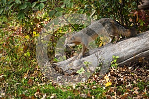Grey Fox Urocyon cinereoargenteus Walks Down Log