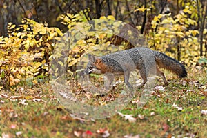 Grey Fox Urocyon cinereoargenteus Walks Left Past Bushes Autumn
