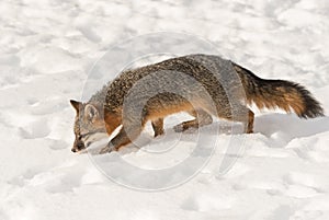 Grey Fox Urocyon cinereoargenteus Walks Left Through Snow Winter