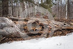 Grey Fox Urocyon cinereoargenteus Walks Through Log