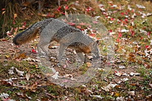 Grey Fox Urocyon cinereoargenteus Walks Right Licking Nose