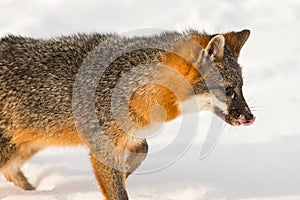 Grey Fox Urocyon cinereoargenteus Walks Right Licking Nose Winter