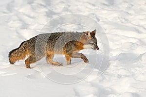 Grey Fox Urocyon cinereoargenteus Walks Right Through Snow