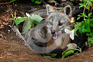 Grey Fox Vixen & Kit (Urocyon cinereoargenteus) in Den - Yawn photo