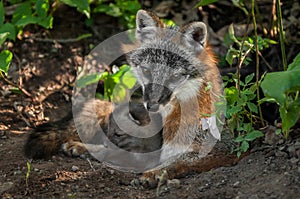 Grey Fox Vixen & Kit (Urocyon cinereoargenteus) Snuggle in Den