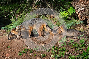 Grey Fox Vixen and Kits (Urocyon cinereoargenteus) Walk Along photo