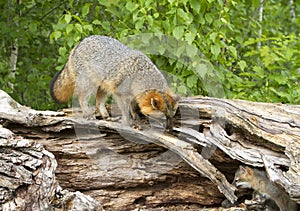 Grey Fox Vixen Looking at Kit in Den