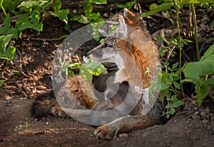 Grey Fox Vixen (Urocyon cinereoargenteus) Alertly Looking Left a