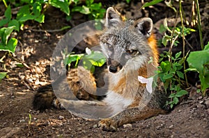 Grey Fox Vixen (Urocyon cinereoargenteus) and Flower at Densite photo