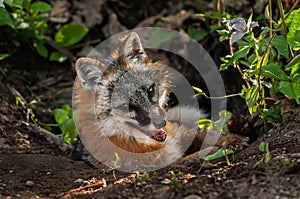 Grey Fox Vixen (Urocyon cinereoargenteus) Hangs out in Den Entrance