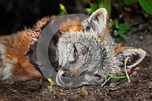 Grey Fox Vixen (Urocyon cinereoargenteus) and Kit Closeup