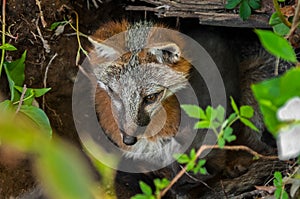 Grey Fox Vixen (Urocyon cinereoargenteus) and Kit in Den