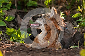 Grey Fox Vixen (Urocyon cinereoargenteus) and Kit Heads Up to Sunlight photo